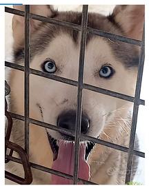 Siberiani husky