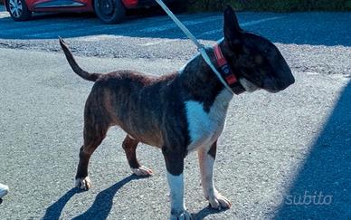 Bull terrier x Monta