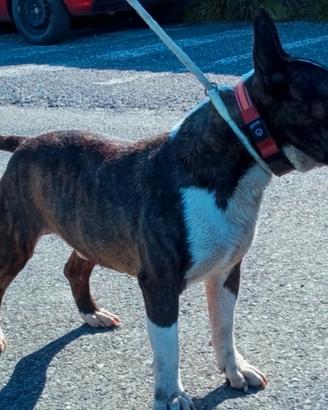Bull terrier x Monta