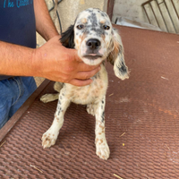 Cuccioli di Setter inglese