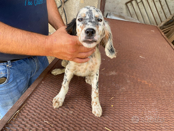 Cuccioli di Setter inglese