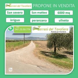 Uliveto 6.000 mq con Olivi Peranzana San Severo