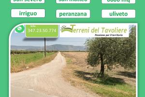 Uliveto 6.000 mq con Olivi Peranzana San Severo
