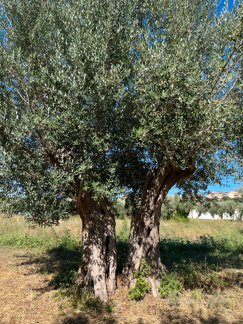 ARICCIA - TERRENO AGRICOLO 1.800MQ - Vista 4