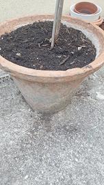 ulivo  con vaso 