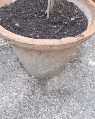 ulivo  con vaso 