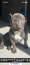 Maschietto di bull dog per accoppiamento