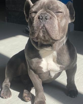Maschietto di bull dog per accoppiamento