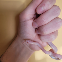 Baby serpente del grano blizzard (P. guttatus)