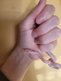 Baby serpente del grano blizzard (P. guttatus)