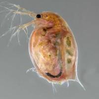 Daphnia magna per acquario dolce e marino