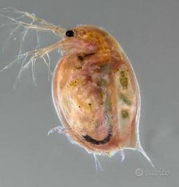 Daphnia magna per acquario dolce e marino