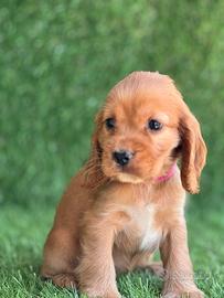 Cocker