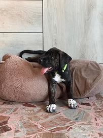 Cucciolo di cane corso