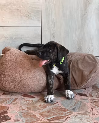 Cucciolo di cane corso