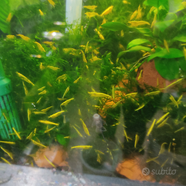 Caridine yelon gialle mature per acquario