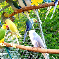 Parrocchetti dal collare/Grande Alessandrini