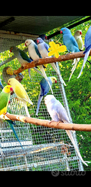 Parrocchetti dal collare/Grande Alessandrini