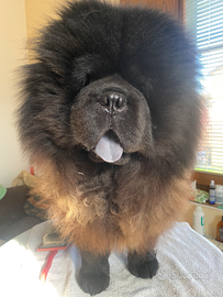 Chow chow per monta
