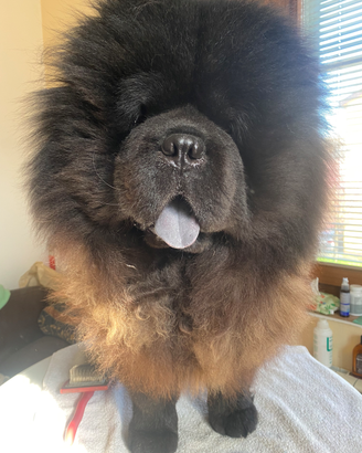 Chow chow per monta