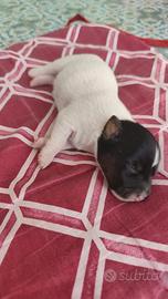 Jack russell