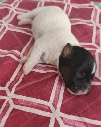 Jack russell