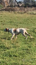 Pointer