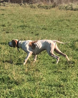 Pointer