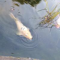 Carpa koi