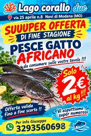 Pesce gatto africano (vivo)