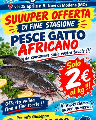Pesce gatto africano (vivo)