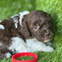 Lagotto romagnolo