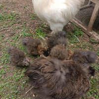 Pulcinotti Gallina Moroseta