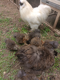 Pulcinotti Gallina Moroseta