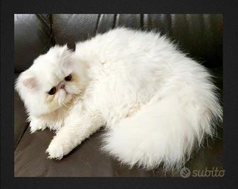 Gatto maschio persiano ipertipico