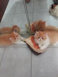Gatti persiani