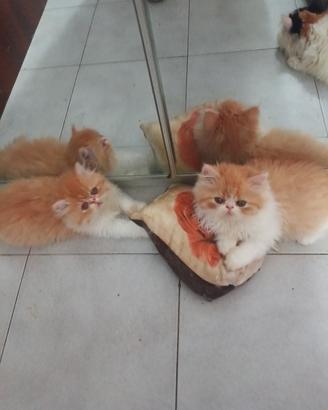 Gatti persiani