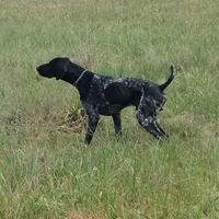 Kurzhaar Pronta caccia