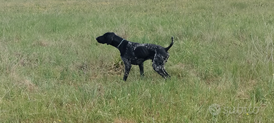 Kurzhaar Pronta caccia