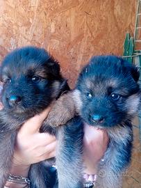 Cuccioli di pastore tedesco