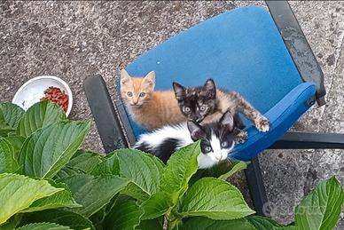 Gattini da adottare