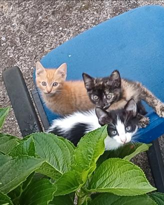 Gattini da adottare