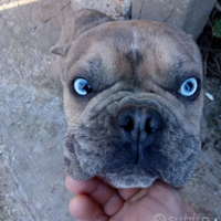 Bulldog francese merle stallone