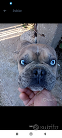 Bulldog francese merle stallone