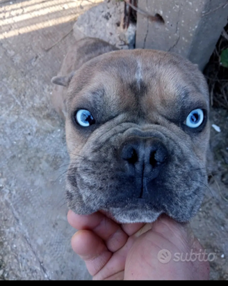 Bulldog francese merle stallone