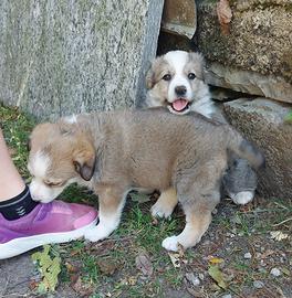 Cagnolini di taglia medio piccola