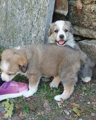 Cagnolini di taglia medio piccola