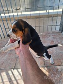 beagle