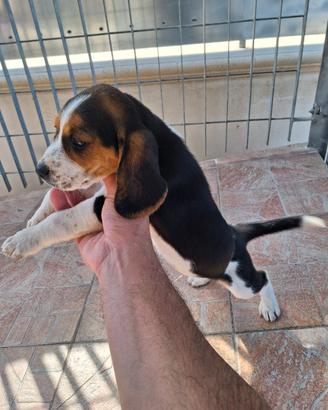 beagle