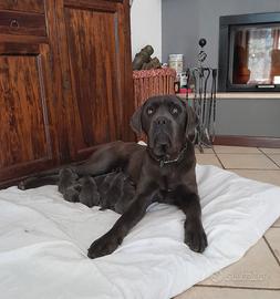 Cuccioli Cane Corso